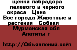 щенки лабрадора палевого и черного окраса › Цена ­ 30 000 - Все города Животные и растения » Собаки   . Мурманская обл.,Апатиты г.